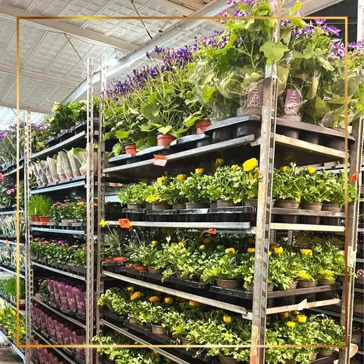 Pflanzen und Blumen bei Mai Blumen
