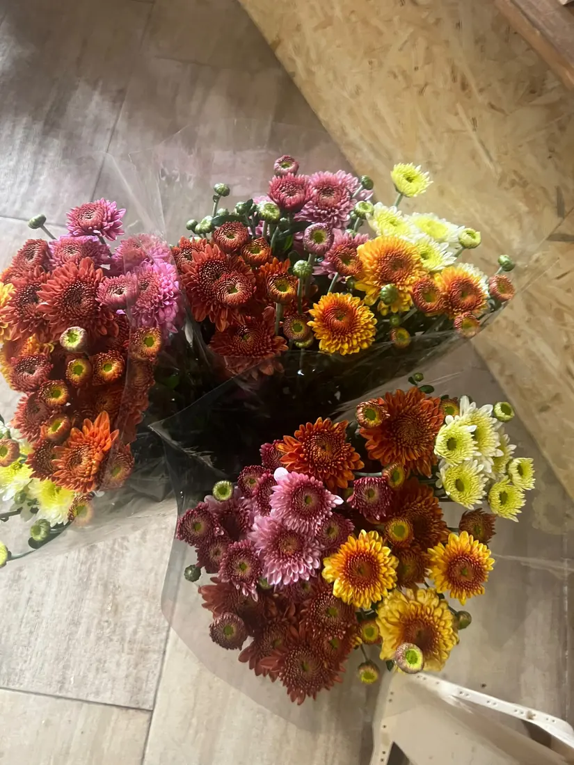 Chrysanthemen – Herbstbund