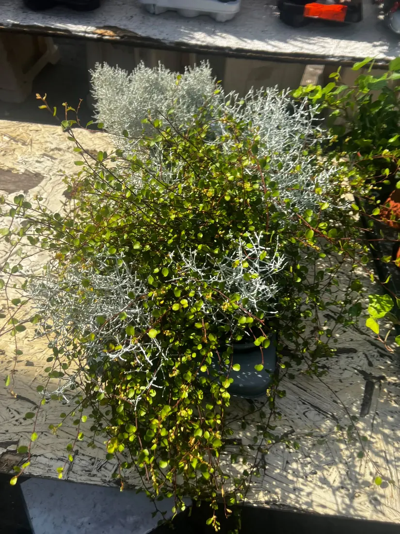 Herbstpflanze „Silberzauber“