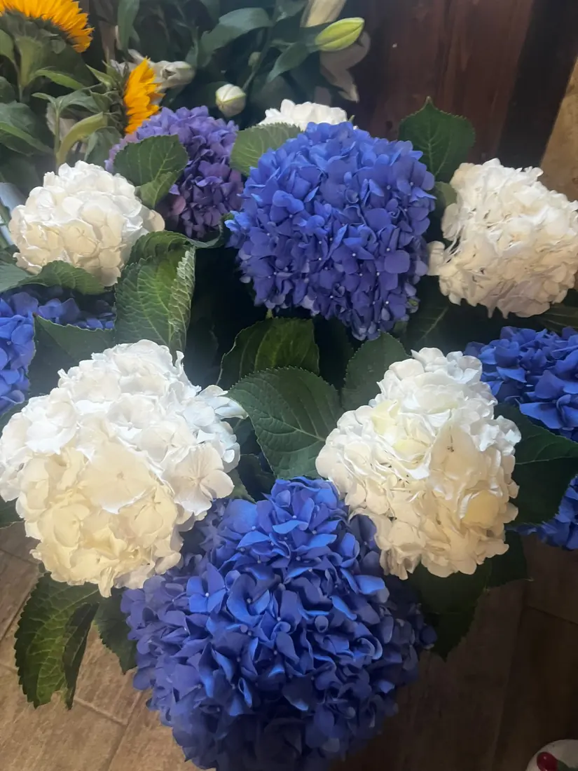Hortensien Blau & Weiß
