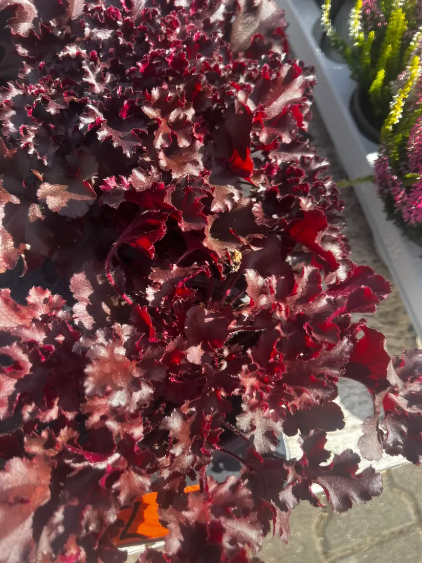 Purpurglöckchen (Heuchera)