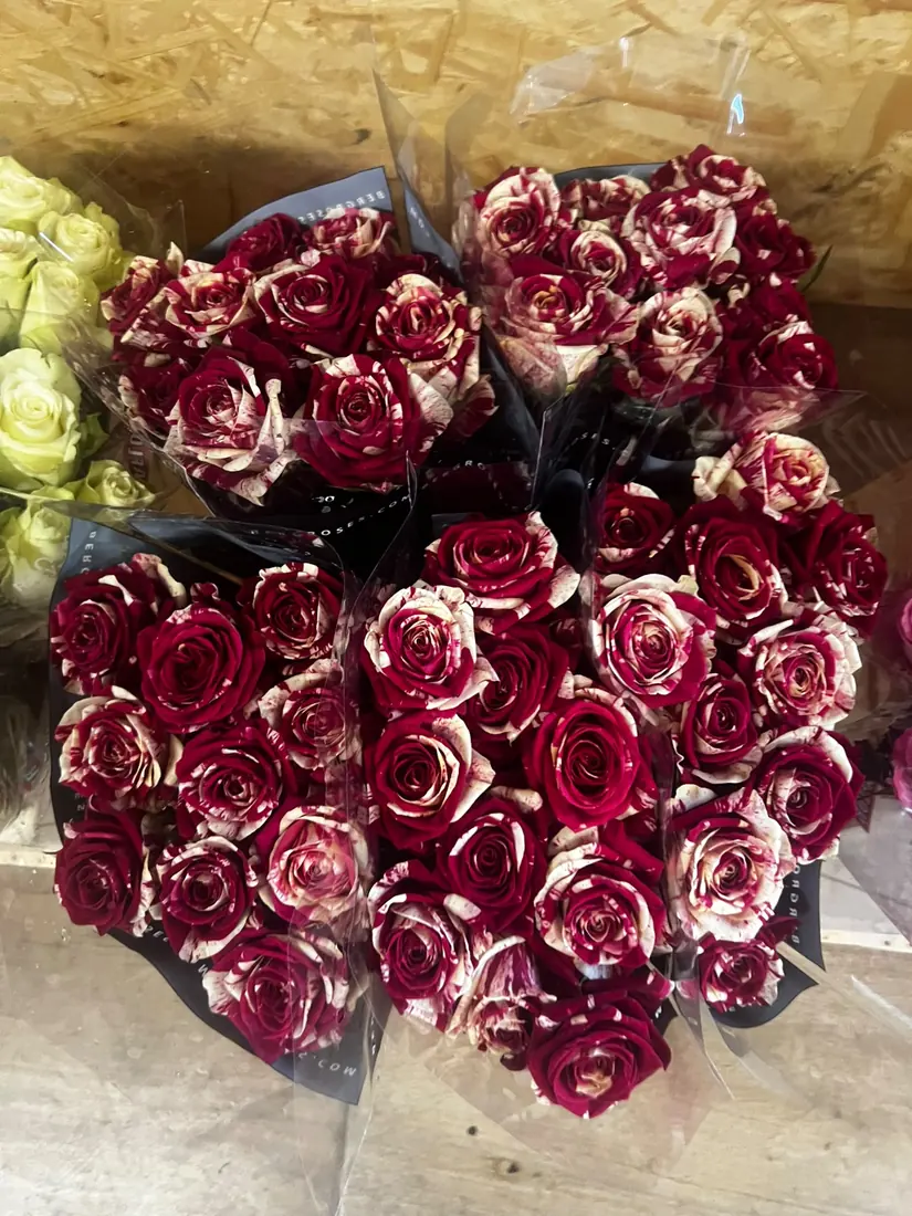 Rosen Bordeaux-Weiß – Bund
