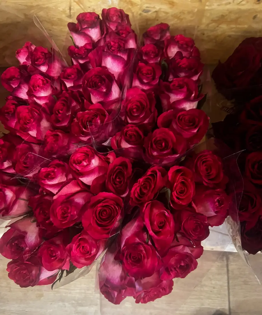 Rosen Magenta – Bund