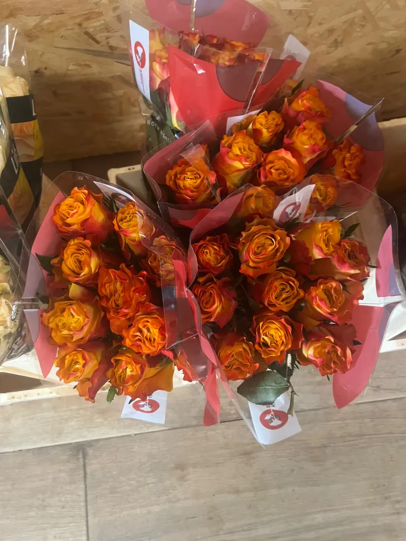Rosen Orange – Bund