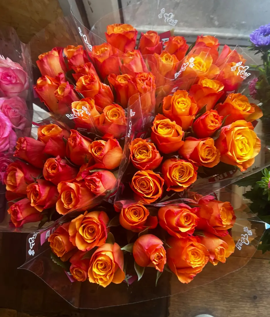 Rosen Orange-Gelb – Bund