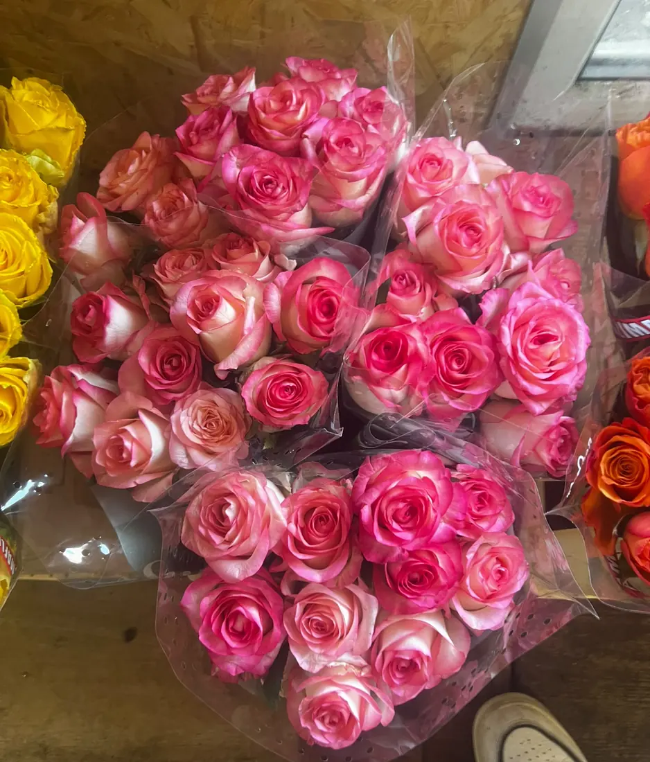 Rosen Rosa-Weiß – Bund