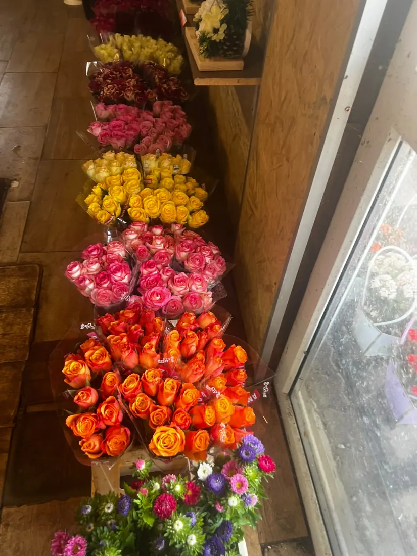Rosen-Vielfalt – Farbe nach Wahl