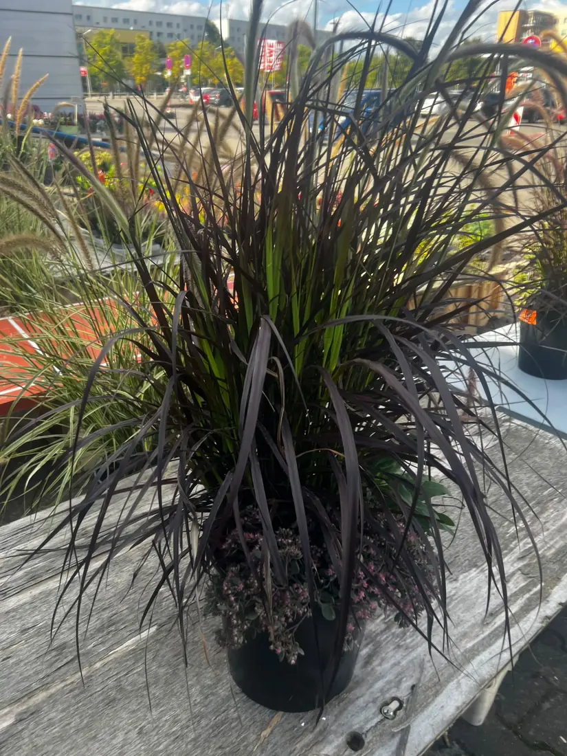 Rotes Lampenputzergras