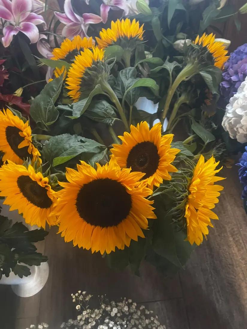 Sonnenblumen – Bund