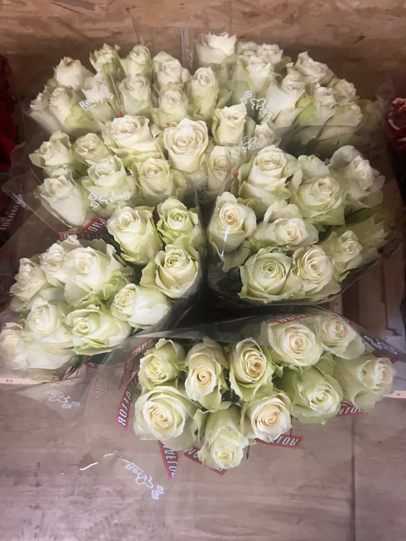 Weiße Rosen – Bund