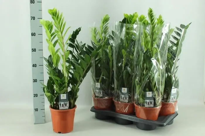 Zamioculcas (Glücksfeder)